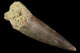 Fossil Plesiosaur (Zarafasaura) Tooth - Morocco #81572-1